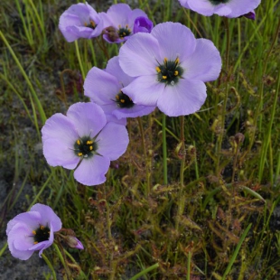 Drosera cistiflora